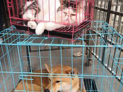 -中环花鸟鱼虫市场