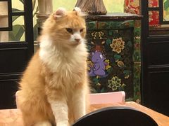 -猫小院猫主题餐厅(南锣旗舰店)