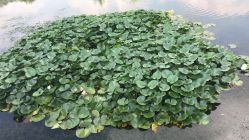 -珍珠泉水上世界