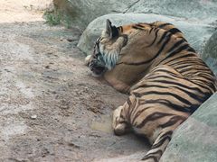 -常州淹城野生动物世界