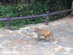 -狮子山郊野公园