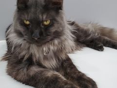 -糯米喵星人·撸猫猫舍咖啡馆(西市场嘉华店)