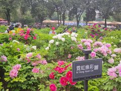 -洛阳市牡丹公园