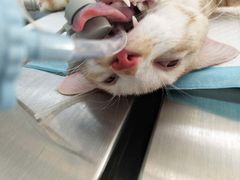 -关爱宠物医院·猫科中心·消化科(滨湖万达分院)