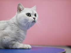 -瑞鹏宠物医院犬猫全科(真大分院)