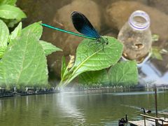 -栾川竹海野生动物园