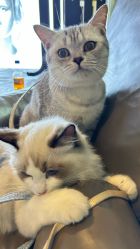 -Hair Code芭曲发型