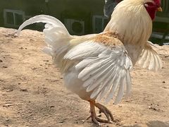 -春风习习