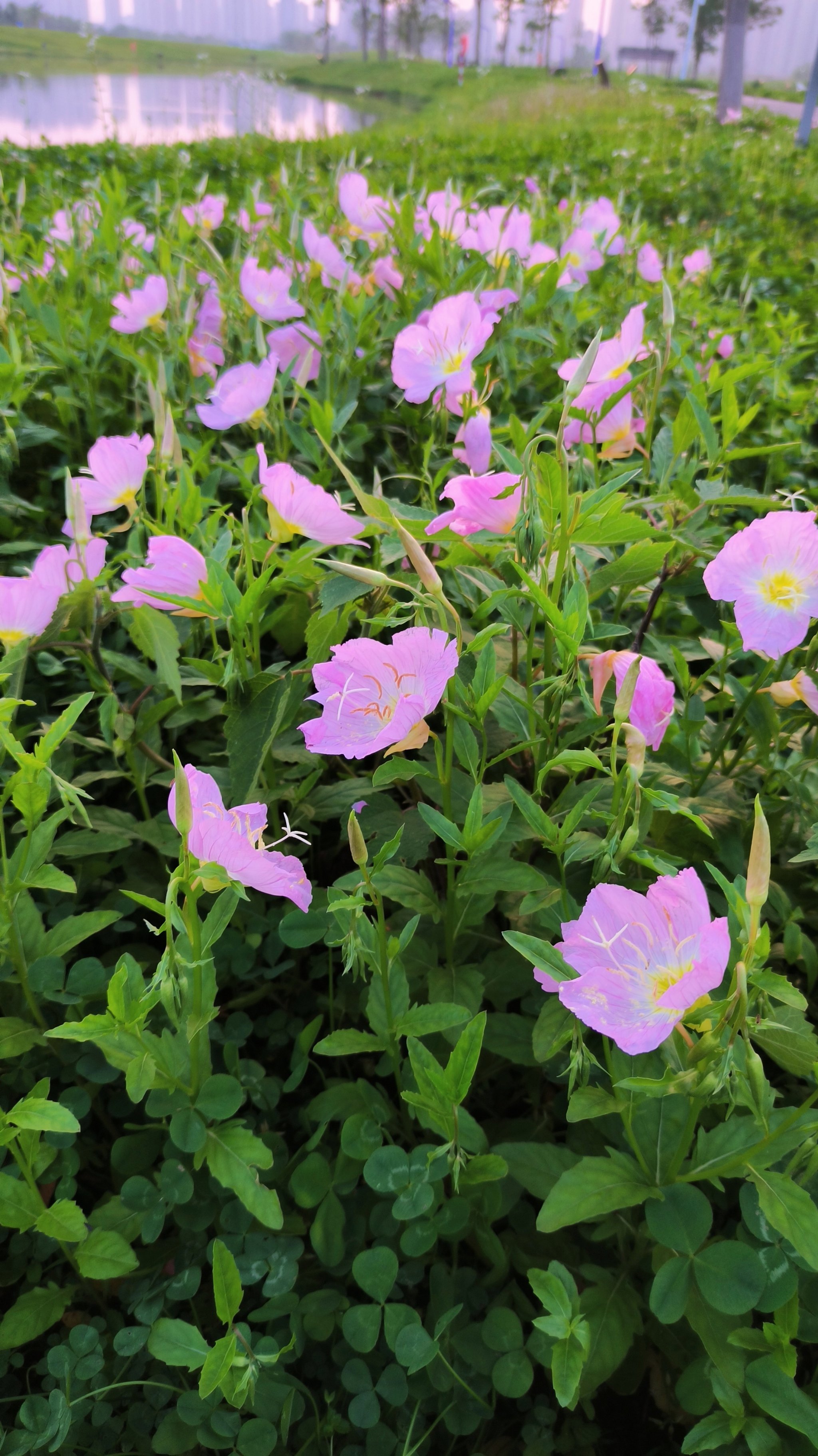 洋湖公园的月见草花海就要盛开了