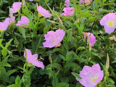 -洋湖国家湿地公园