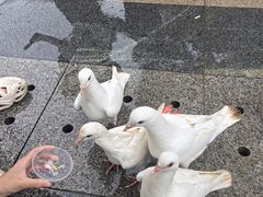 -赤坎·广东华侨国际旅游度假区