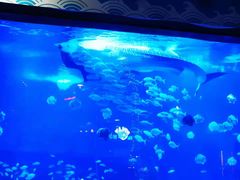 -烟台海昌鲸鲨海洋公园