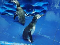 -太平洋海底世界