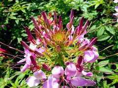 -艾溪湖湿地公园