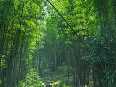 -蜀南竹海景区
