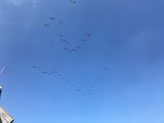 -大湾区中央湿地公园