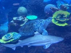 -成都浩海立方海洋公园