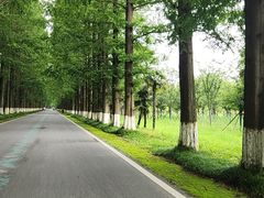 -黄海国家森林公园