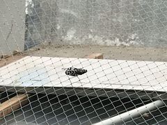 -上海大自然野生昆虫馆(东方明珠·爬宠昆虫探索中心)