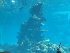 -海棠湾洲际-涛·海底餐厅·美人鱼·自助餐·海底隧道