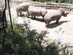-西双版纳原始森林公园