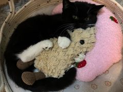-贝康宠物医院·犬猫全科·小动物特色诊疗中心(东环路店)
