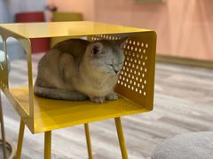 -BABIT巴比特宠物(MOMOPARK店)