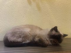 -more than meow吴止猫主题餐厅(承德 中船汇店)