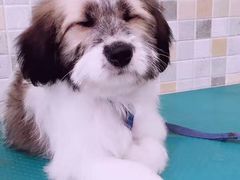 -骐奇宠物诊疗中心(南亭公路店)