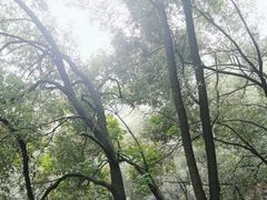 -巴倒烫陆派重庆火锅(南山店)