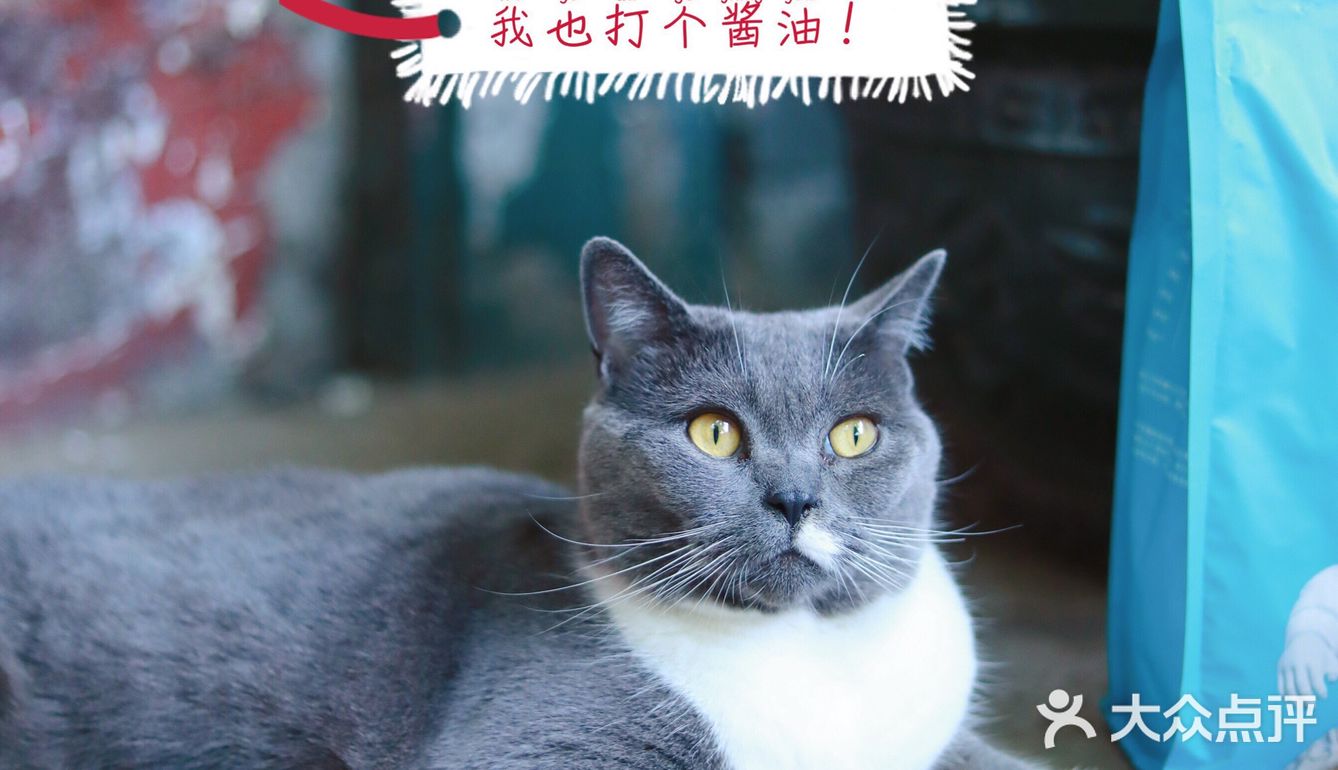 🐈养宠科普 | 国产网红猫粮评测报告！