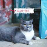 🐈养宠科普 | 国产网红猫粮评测报告！