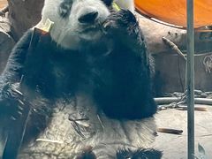 -石家庄市动物园