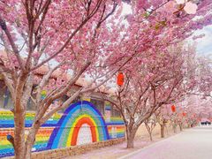 -莱阳濯村樱花园