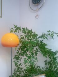 -变美丽半永久纹眉连锁·机器野生眉•洗眉