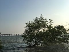 -宝安西湾红树林湿地公园