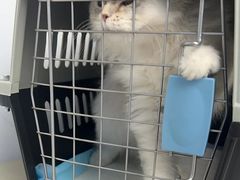 -瑞派康怡24h宠物医院·犬猫医疗中心·微创绝育(瑞景分院)