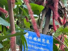 -中国科学院西双版纳热带植物园