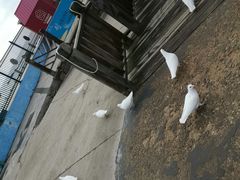 -海合安青岛极地海洋公园