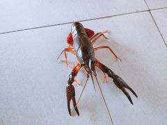 小龙虾-美味之家·湖景农家乐(太湖东山店)