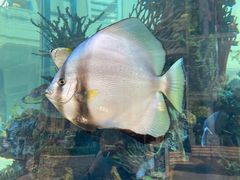 -歌帝梵(美高梅分店)