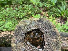 -西岭雪山大飞水景区