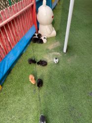 -萌宠亲子动物乐园(槐房万达店)