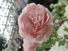 -花之城