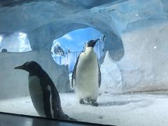 -海合安成都极地海洋公园
