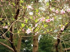 -庐山风景区花径公园