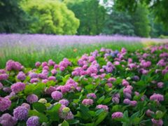 -上海共青森林公园