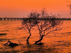-宝安西湾红树林湿地公园