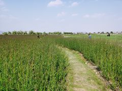 -漩门湾国家湿地公园