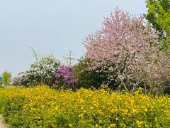 -绿堤公园